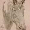 Horse Portrait 1