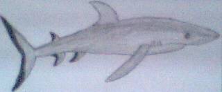 Gray Reef Shark