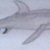 Gray Reef Shark