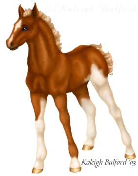 Foal