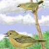 these are  yellow warblers