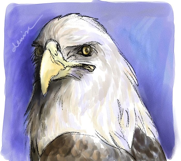 Bald Eagle