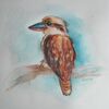 Kookaburra