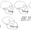 Human to Werewolf skull