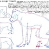 Werewolf Anatomy 101