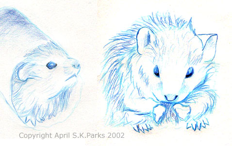 More Hamster Sketches