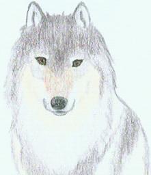 Wolf Head