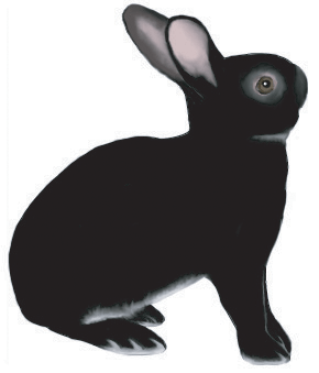 Rabbit Drawn in Computer Graphics