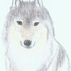 Wolf Head