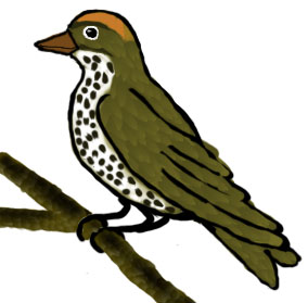 Ovenbird