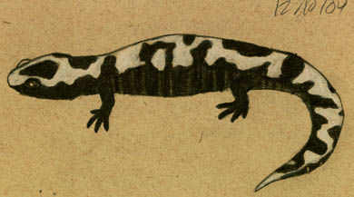 Marbled Salamander - In Progress