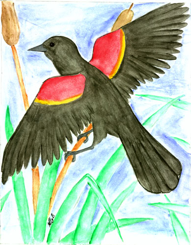 Red-winged Blackbird