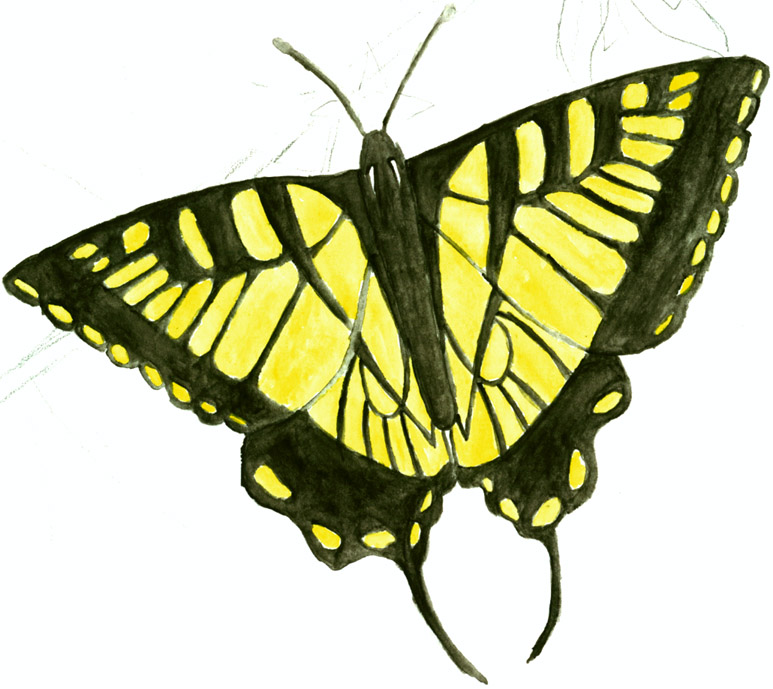 Tiger Swallowtail Butterfly