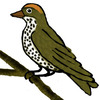 Ovenbird