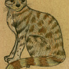 Andean Mountain Cat