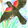 Red-winged Blackbird