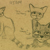 Andean Mountain Cat - Sketches