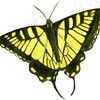 Tiger Swallowtail Butterfly