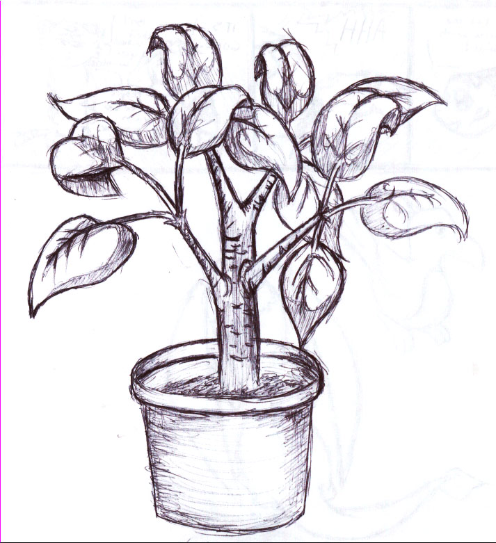 Plant