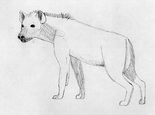 Hyena Sketch