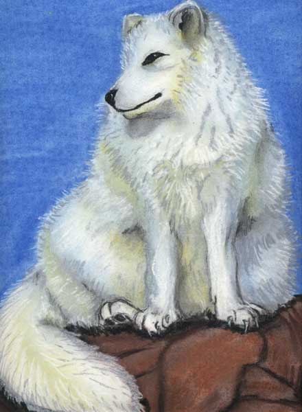 Arctic Fox