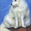 Arctic Fox