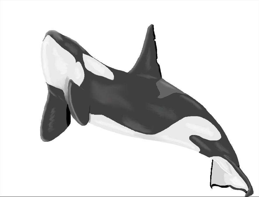 Orca