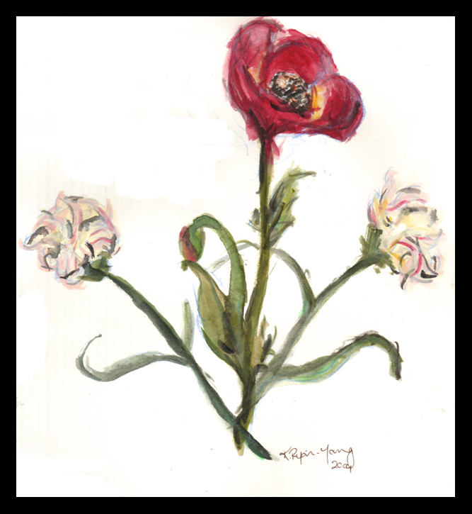 Poppy and Carnations: a Present