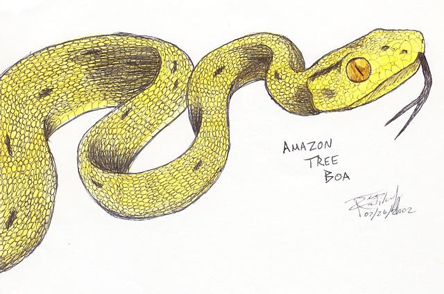 Amazon Tree Boa