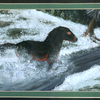 mustang running through stream