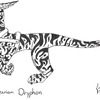 Syberian Dryphon