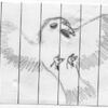 Bird Sketch